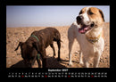 Hundezauber Fotokalender 2027 - 9