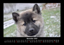 Hundezauber Fotokalender 2027 - 11