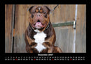 Hundezauber Fotokalender 2027 - 12