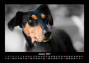 Hundezauber Fotokalender 2027 - 1