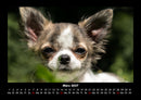 Hundezauber Fotokalender 2027 - 3