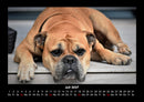 Hundezauber Fotokalender 2027 - 7