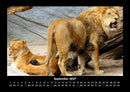 Welt der Tiere Fotokalender 2027 - 9