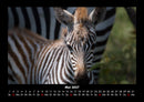 Welt der Tiere Fotokalender 2027 - 5