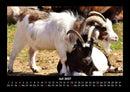 Welt der Tiere Fotokalender 2027 - 7