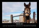 Pferdegeflüster Fotokalender 2027 - 9