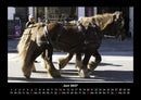 Pferdegeflüster Fotokalender 2027 - 6
