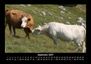 Kuhkalender Fotokalender 2027 - 9