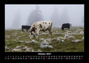 Kuhkalender Fotokalender 2027 - 10