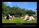 Kuhkalender Fotokalender 2027 - 11