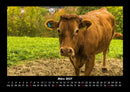 Kuhkalender Fotokalender 2027 - 3