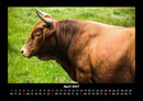 Kuhkalender Fotokalender 2027 - 4