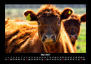 Kuhkalender Fotokalender 2027 - 5