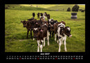 Kuhkalender Fotokalender 2027 - 6