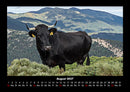 Kuhkalender Fotokalender 2027 - 8