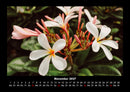 Blumenzauber Fotokalender 2027 - 11