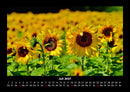 Blumenzauber Fotokalender 2027 - 7