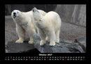 Tiere in der Wildnis Fotokalender 2027 - 10