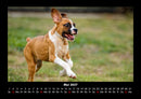 Tiere in der Wildnis Fotokalender 2027 - 5