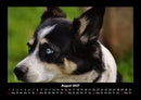 Tiere in der Wildnis Fotokalender 2027 - 8