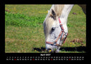 Pferde Kalender Fotokalender 2027 - 4