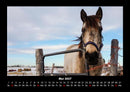 Pferde Kalender Fotokalender 2027 - 5