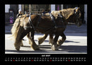 Pferde Kalender Fotokalender 2027 - 7