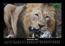 Löwen in der Wildnis Fotokalender 2027 - 9