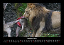 Löwen in der Wildnis Fotokalender 2027 - 10