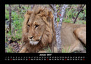 Löwen in der Wildnis Fotokalender 2027 - 1