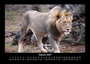 Löwen in der Wildnis Fotokalender 2027 - 2
