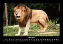 Löwen in der Wildnis Fotokalender 2027 - 5