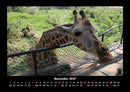 Giraffen Fotokalender 2027 - 11