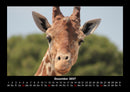 Giraffen Fotokalender 2027 - 12