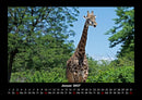 Giraffen Fotokalender 2027 - 1