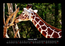 Giraffen Fotokalender 2027 - 2