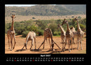 Giraffen Fotokalender 2027 - 4