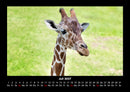 Giraffen Fotokalender 2027 - 7