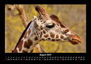 Giraffen Fotokalender 2027 - 8