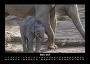 Der Elefantenkalender Fotokalender 2027 - 3
