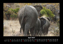 Der Elefantenkalender Fotokalender 2027 - 4