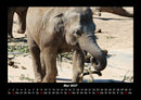 Der Elefantenkalender Fotokalender 2027 - 5
