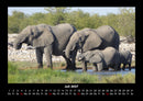 Der Elefantenkalender Fotokalender 2027 - 7