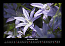 Blumenkalender Fotokalender 2027 - 11