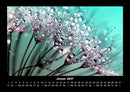 Blumenkalender Fotokalender 2027 - 1
