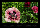 Blumenkalender Fotokalender 2027 - 2