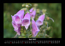 Blumenkalender Fotokalender 2027 - 4