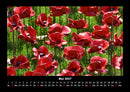 Blumenkalender Fotokalender 2027 - 5