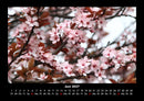 Blumenkalender Fotokalender 2027 - 6