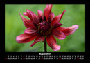 Blumenkalender Fotokalender 2027 - 8